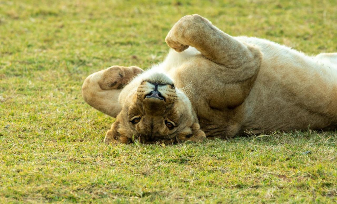 Nungubane Game Lodge Велґевонден-Ґейм-Резерв Екстер'єр фото