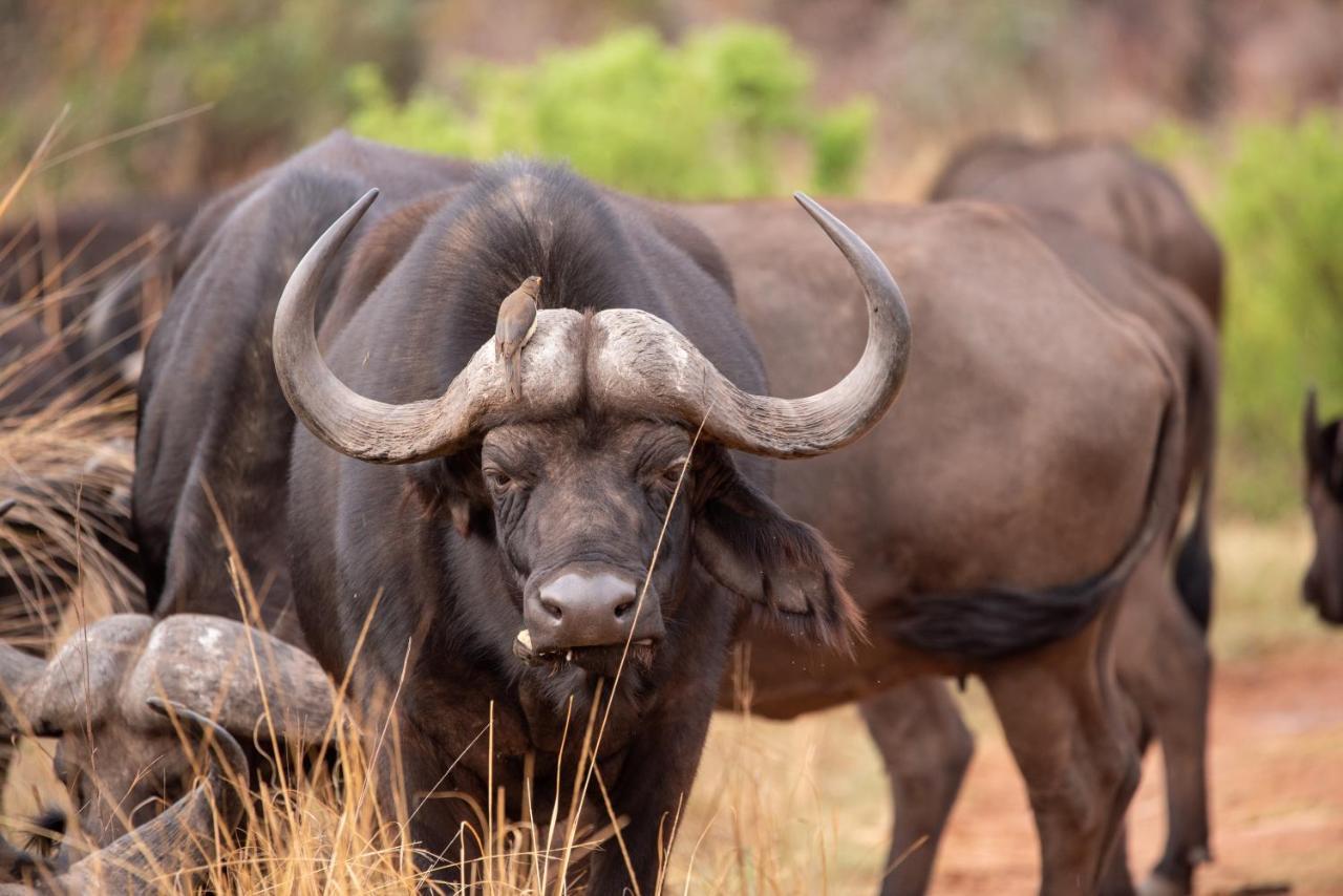 Nungubane Game Lodge Велґевонден-Ґейм-Резерв Екстер'єр фото