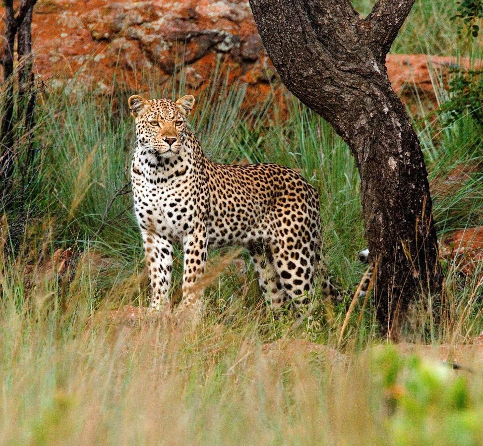 Nungubane Game Lodge Велґевонден-Ґейм-Резерв Екстер'єр фото