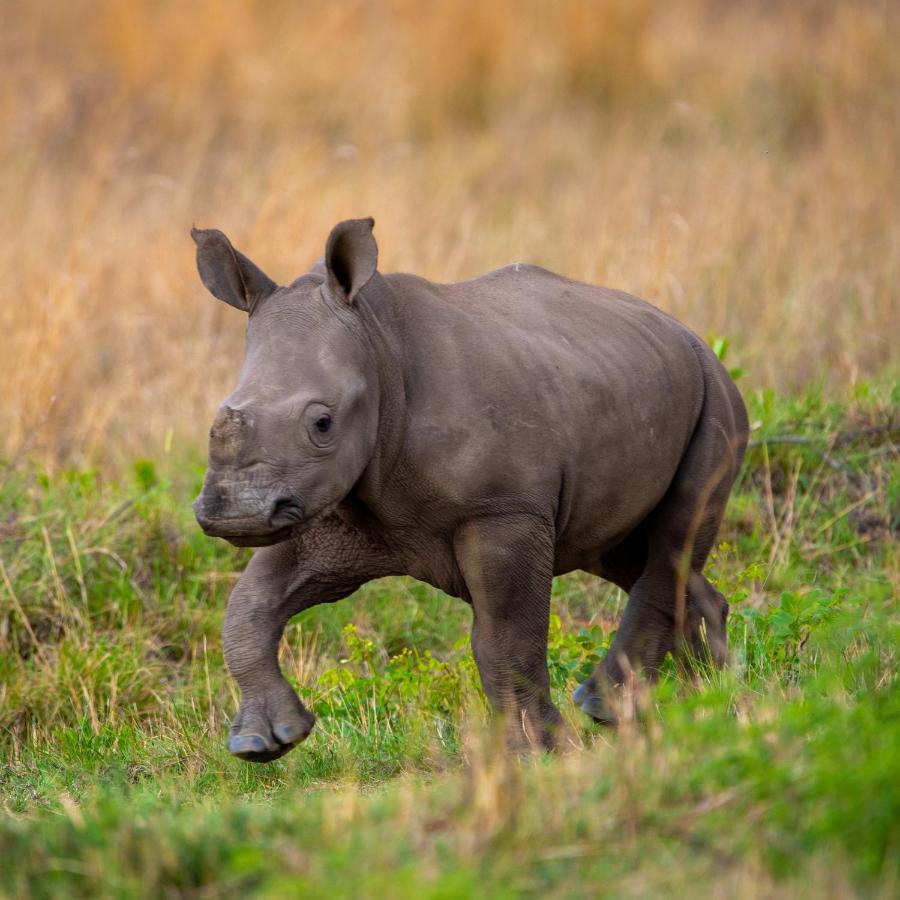 Nungubane Game Lodge Велґевонден-Ґейм-Резерв Екстер'єр фото